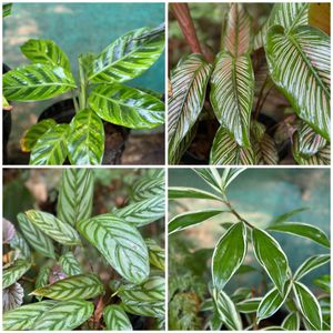 26 Live Root Plants