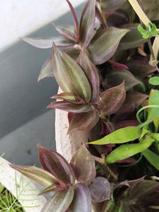 Tradescantia Zebrina Plant
