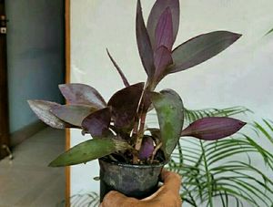 Pack 2 Tulsi &amp; Purple Heart ❤️ Plants