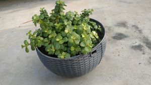 Jade Plant