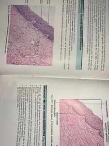 Atlas of Oral Histology - Second Edition