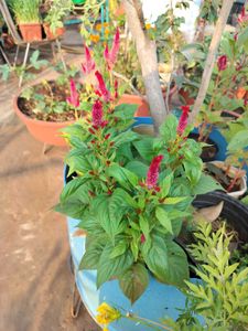 Plants