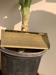 Olive Green Clutch with Gold Accent