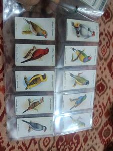 Vintage Bird Cards