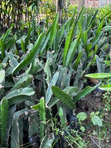 Dragon fruit plant