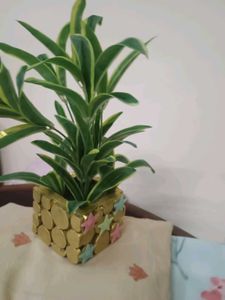 Decorative Plant with night Star on Pot