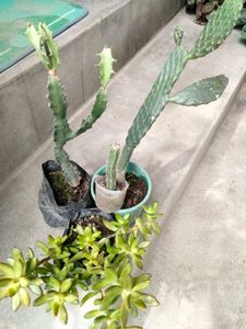 Assorted Cactus & Succulent Plants