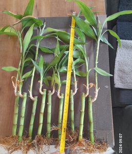 Bamboo Saplings 15 Inch Average Height