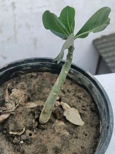 Adenium Plant