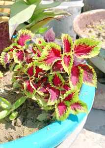 Coleus