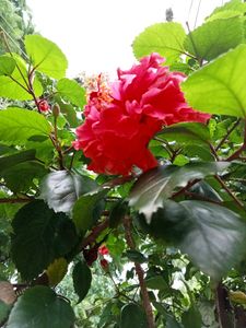 Gudhal Hibiscus Multilayer 🌺