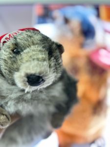 Cute Marmot Stuffed Animal