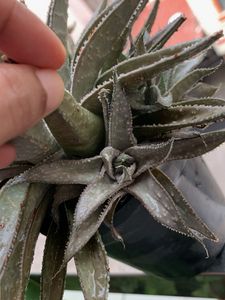 Unique Hawarthia