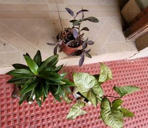 Set 3 Syngonium &amp; Pink Heat &amp; Arrowhead Plants
