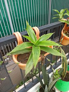 Basket Plant Live