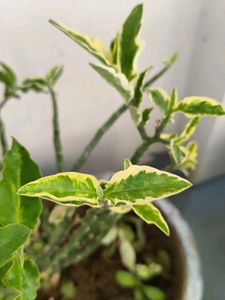 Variegated Devil's Backbone Plant