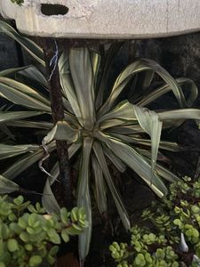 Unique Variegated Agave Plant with multiple pups