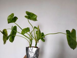 Philodendron Burle Marx Plant [M-L]