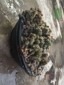 Unique Flowering Cactus Collection