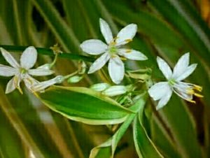 🌵 Plant Chlorophytum laxum &amp; Pot