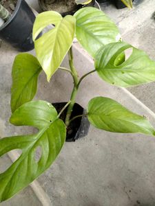 best 3 indoor plants combo