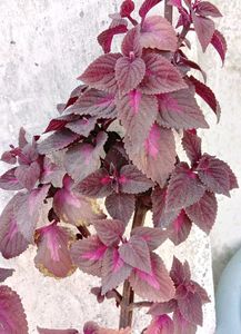 Coleus Live Plants