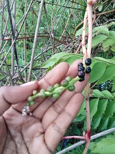 Kitchen Garden Plant