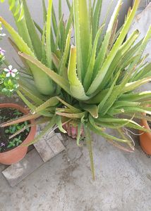Aloevera Plant 7 Year Mature Plan So Many Baby