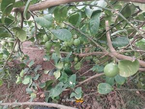 lemon plant