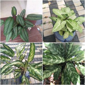 16 live root plants