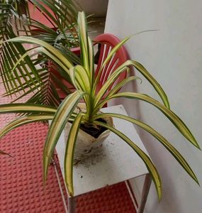 Pandanus veitchii Plant 🪴