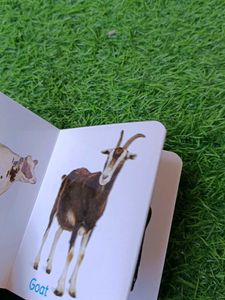 Set of 4 Board Books for Toddlers