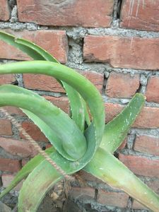 Aloevera