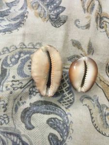 Cypraea mappa,cyprae caputserpentis
