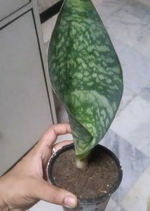 Beautiful whale fin Snake Plant