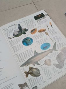 DK Illustrated Family Encyclopedia Vol. 11