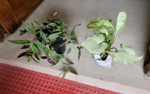 2) zebronics &amp; Arrowhead Plants 🌴