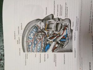 Cunningham's Anatomy Books (Set of 3)