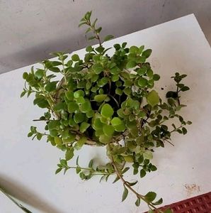 Pilea Depressa Plant &amp; Pot