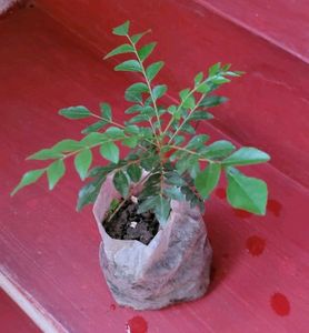 Pure Sent Curry Leaves Plant 🌵
