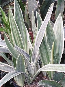 Sanseviera Sayuri Snake Plant