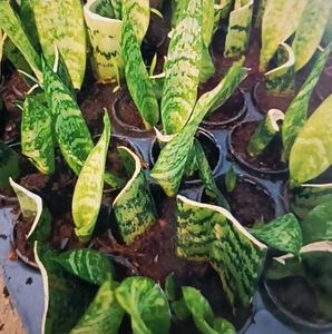 snake plant