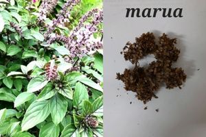 Seeds And Cuttings