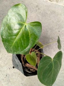 mix combo with 2 flowering plants.