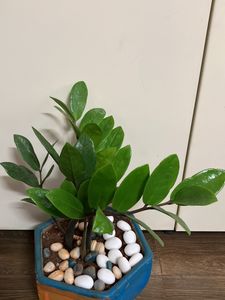 ZZ Plant 2 bulbs (15 Inches)