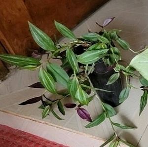 Pack 2  Celled Zebra Plants🌱 &amp; pots