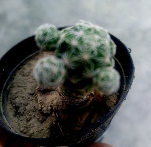 Rare And Expensive Cactus Plant