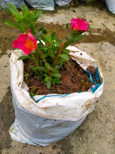 10 "0 clock Live Plant