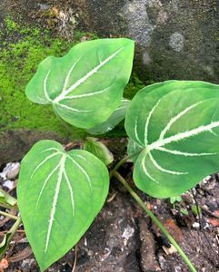6 Caladium alocasia Plants combo