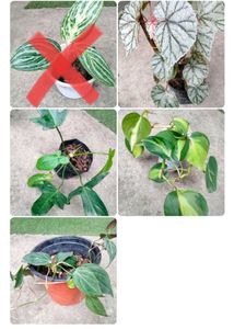 Philo, Pothos,Aglo N Begonia Combo Offer